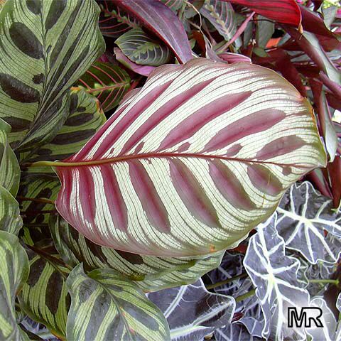 کالا‌ته‌آ